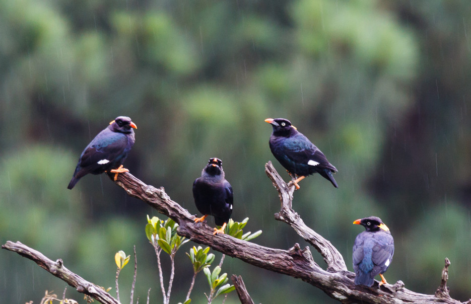image Sri Lanka Myna